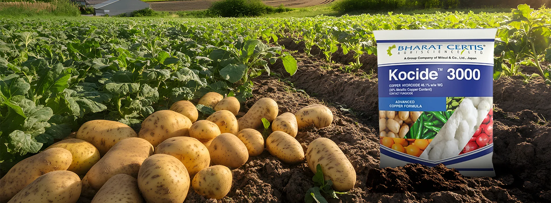 Tips for Controlling Late Blight in Potato Farming