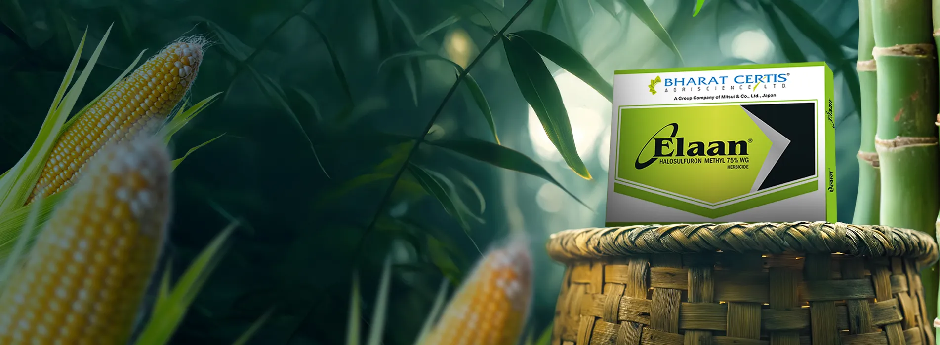 How to Control Cyperus rotundus and Other Weeds in Sugarcane and Maize Fields