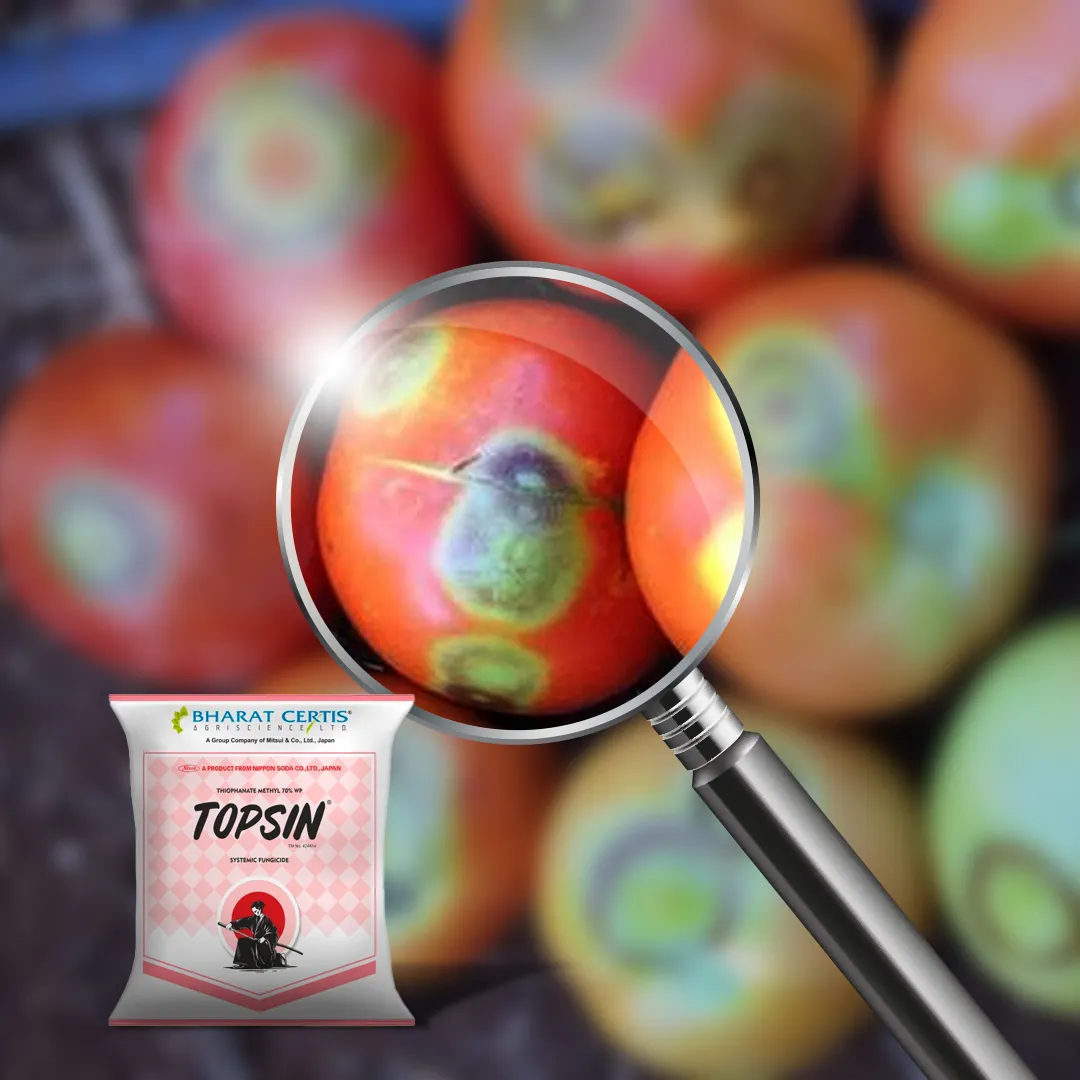 How to Identify and Control Tomato Ring Rot Effectively