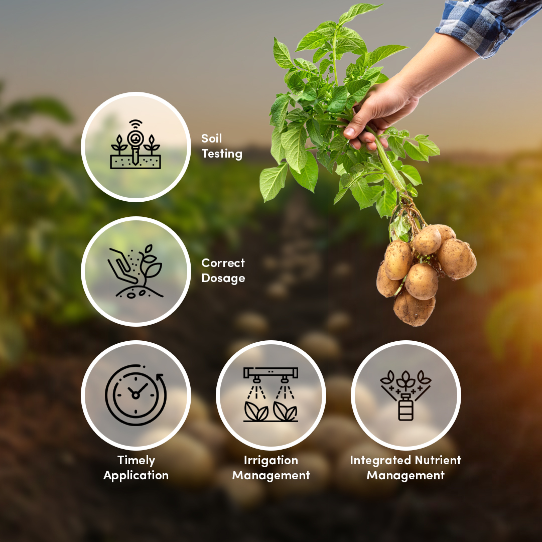 Kundan Balanced Nutrition for Sugarcane